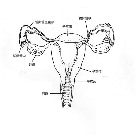 陰地位置|女性生殖系統、女性陰道口位置圖片